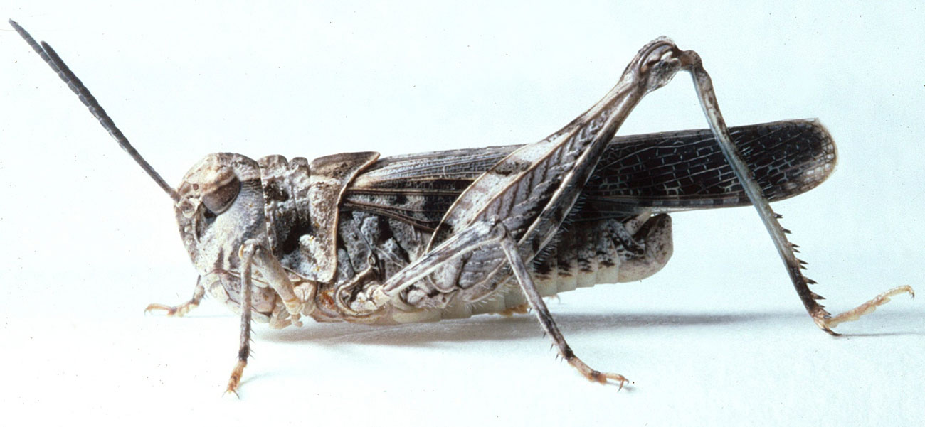 Fig. 6, adult male: BL 16.5-17.5 mm, FL 10.7-11 mm, AS 21-22