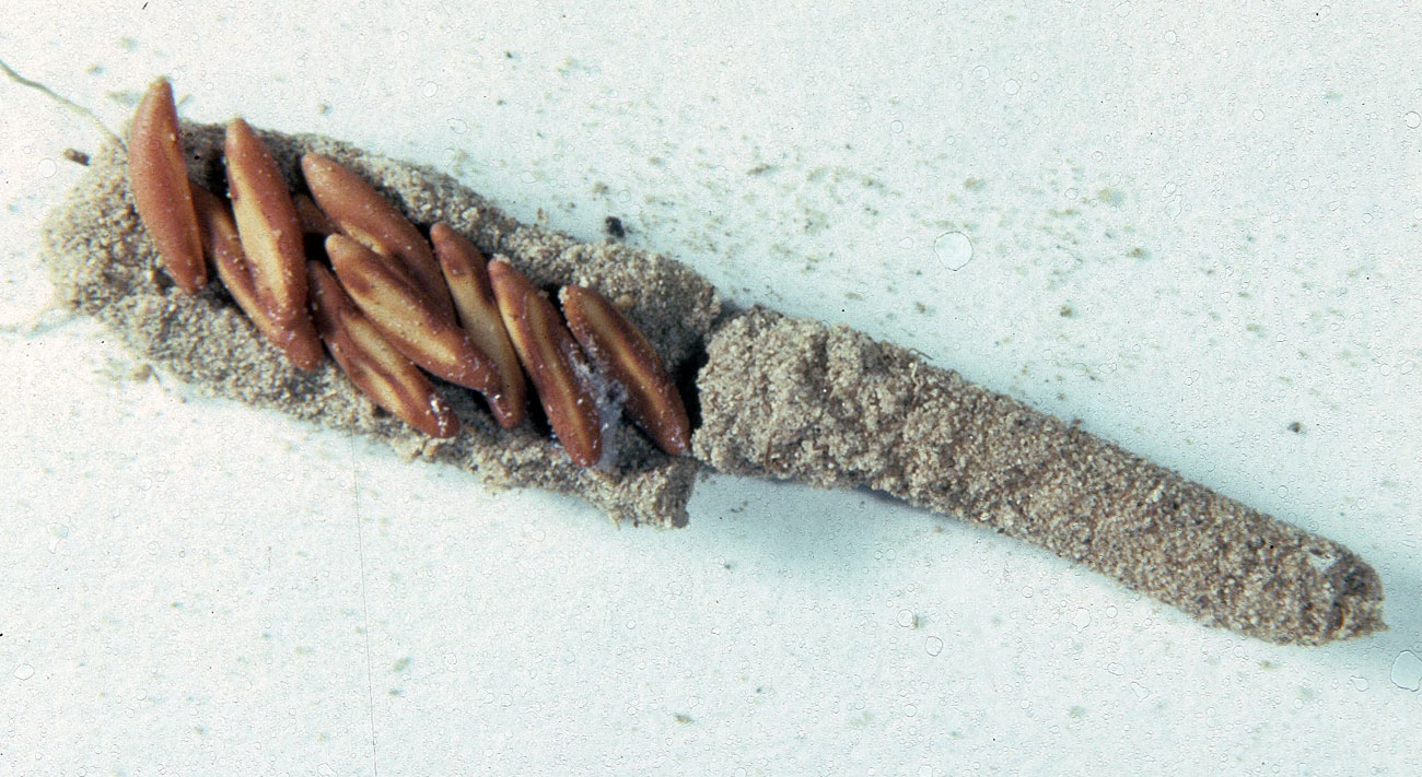 Fig. 9, pod and cluster of eggs in soil cell