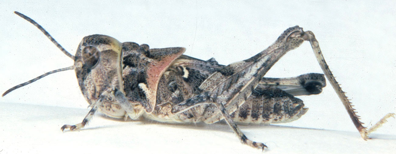 Fig. 5, fifth instar: BL 11-16 mm, FL 7.8-9.4 mm, AS 20-21