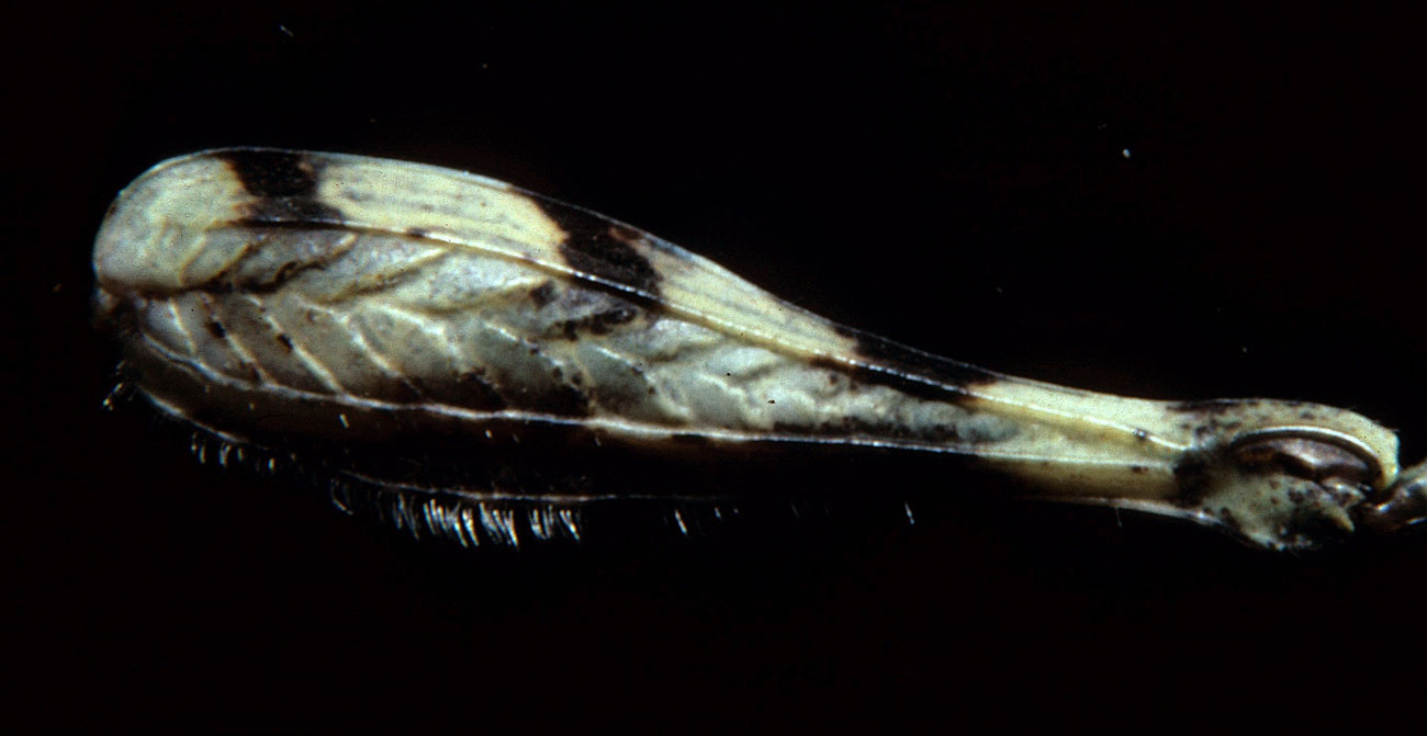Fig. 8, left hind femur of adult female showing fringe of hairs