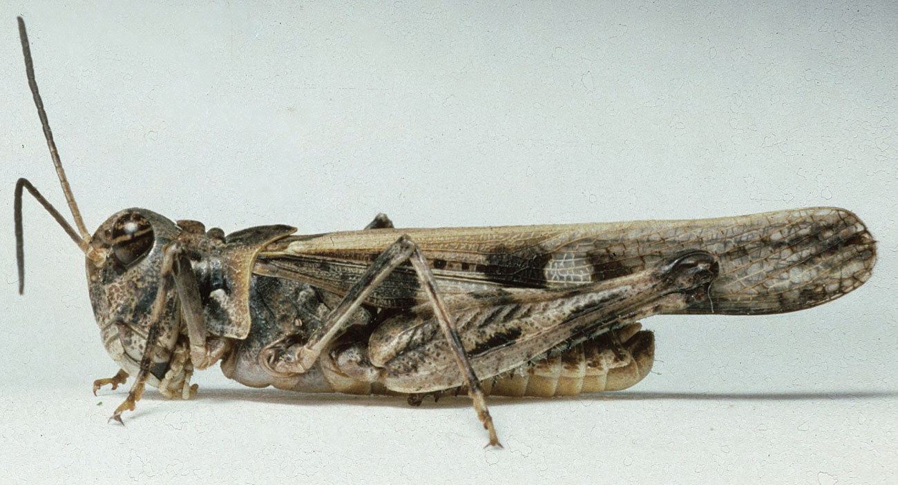 Fig. 6, adult male: BL 15-18 mm, FL 9.4-11.5 mm, AS 21-23