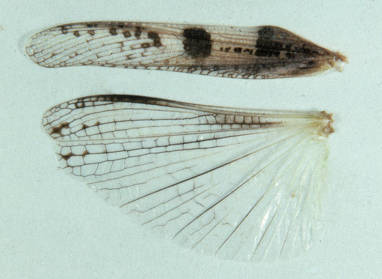 Fig. 9, tegmen and hindwing of female