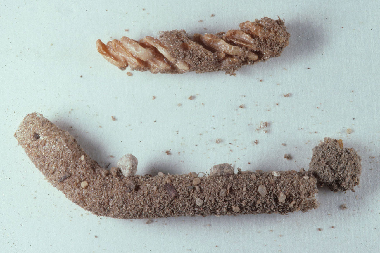 Fig. 10, egg pod and opened egg pod showing eggs