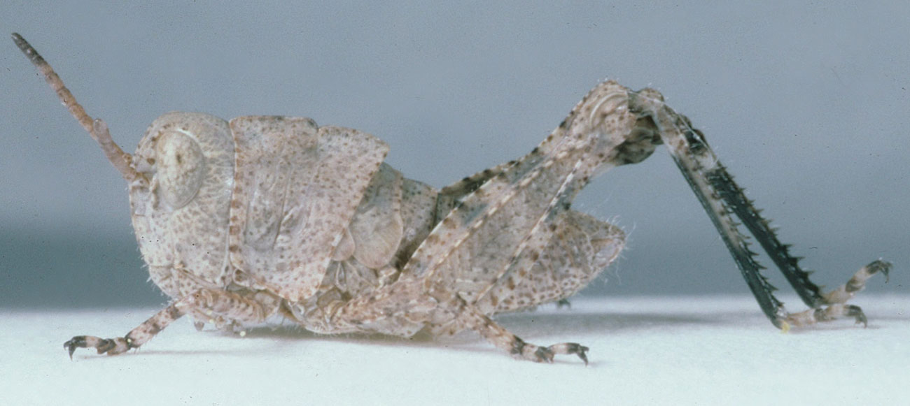 Fig. 3, third instar: BL 9.2-10.8mm, FL5.4-5.8mm, AS 17-19