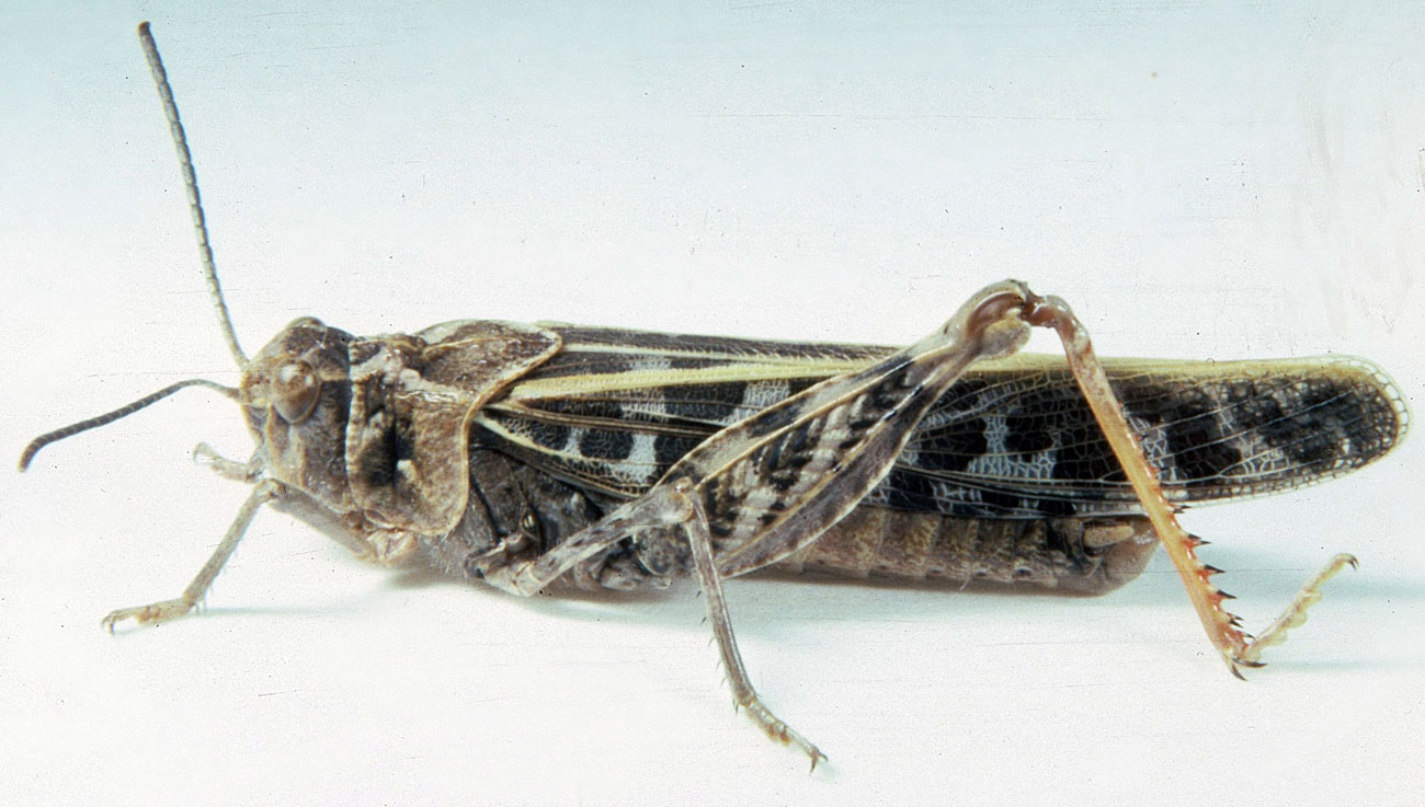 Fig. 7, adult male: BL 24-30 mm, FL 14.5-15.2 mm, AS 25-26