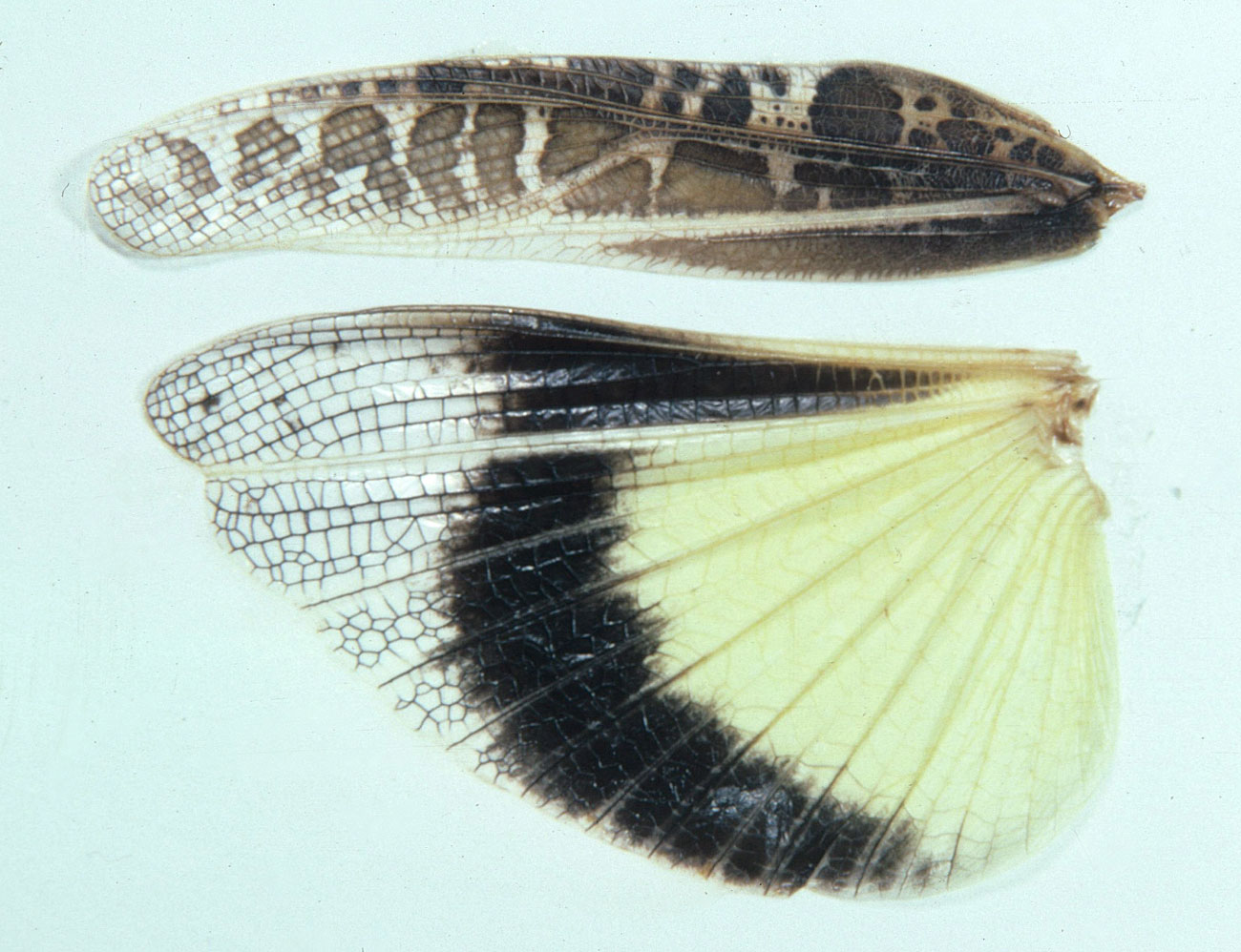Fig. 10, forewing (tegmen) and hindwing