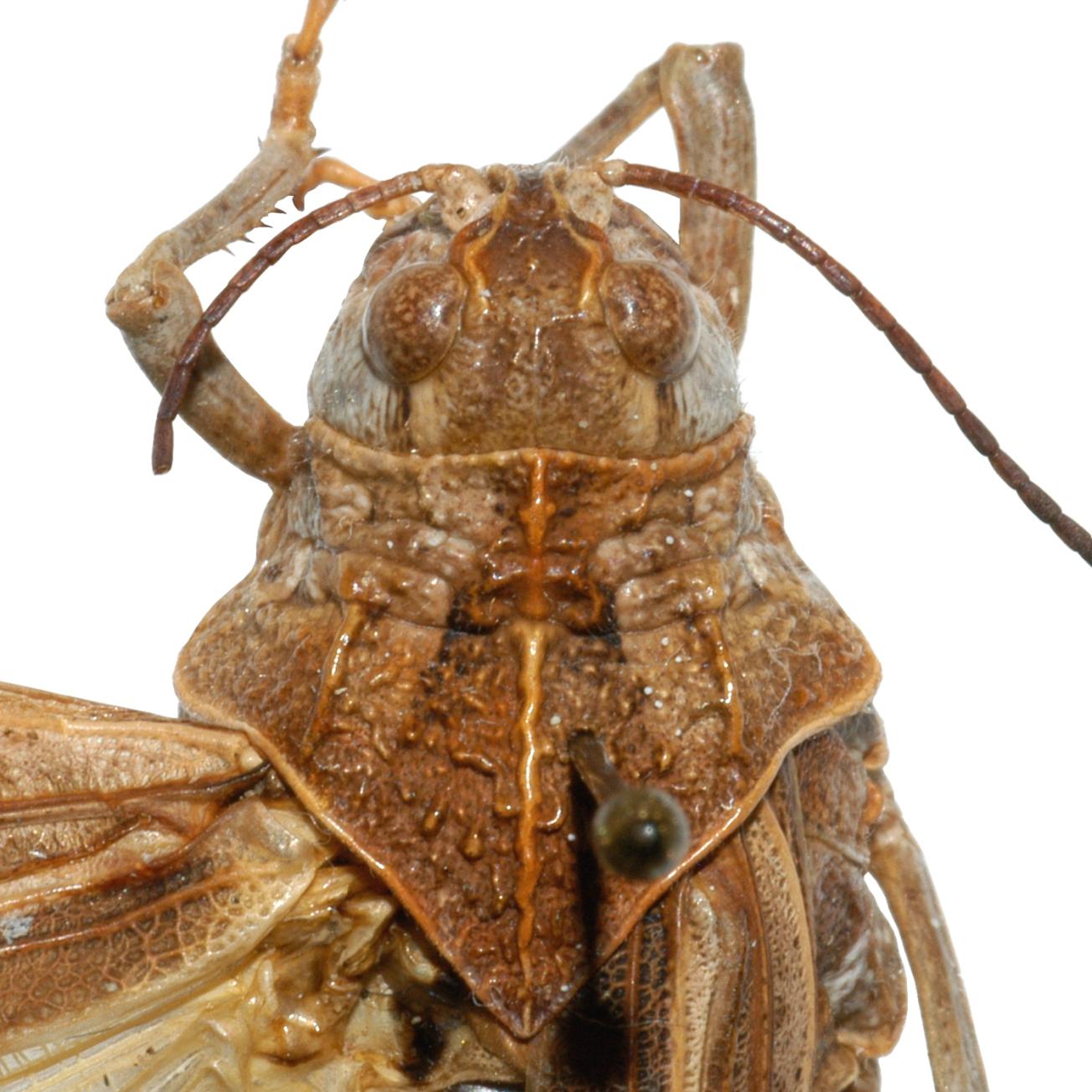 Fig. 4, dorsal pronotum
