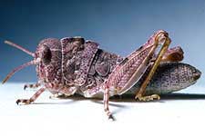 Fig. 3, third instar: BL 9.8-13.4 mm, FL 4.7-6.5 mm, AS 18-19