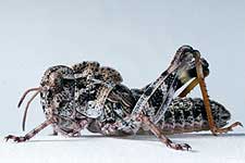 Fig. 4, fourth instar: BL 13-15.5 mm, FL 7-7.6 mm, AS 20