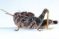 Fig. 5, fifth instar females: BL 18.5-24 mm, FL 10.7-11 mm, AS 23;  males BL 23 mm, FL12 mm, AS 23-24