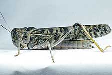 Fig. 8, adult female: BL 31-35 mm, FL 15.8-17 mm, AS 25-28