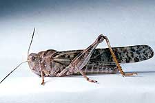 Fig. 7, adult male: BL 36-44 mm, FL 19.2-22 mm, AS 24-26