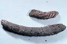 Fig. 10,  Dissosteira longipennis  egg pod and broken pod exposing eggs  in situ