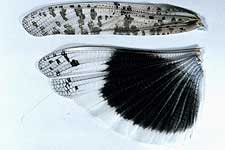 Fig. 9, left forewing (tegmen) and hindwing of female