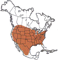 Geographic range of  Hesperotettix viridis  (Thomas)