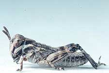 Fig. 1, first instar: BL 4.2-5.2 mm, FL 2.3-2.4 mm, AS 12