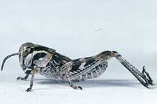 Fig. 3, third instar: BL 6.6-9 mm, FL 4.2-5.4 mm, AS 18-19