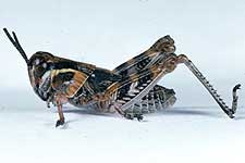 Fig. 4, fourth instar: BL 10-11 mm, FL 6.4-8 mm, AS 20