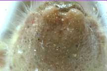 Fig. 9, end view of male abdomen, showing notch in the subgenital plate