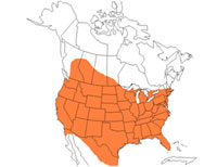 Geographic range of  Orphulella pelidna  (Burmeister)