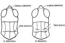 Fig. 10, dorsal view of head and pronotum of  Orphulella speciosa  and  O. pelidna  showing two characteristics for separating the two species (adapted from a drawing by Daniel Otte)