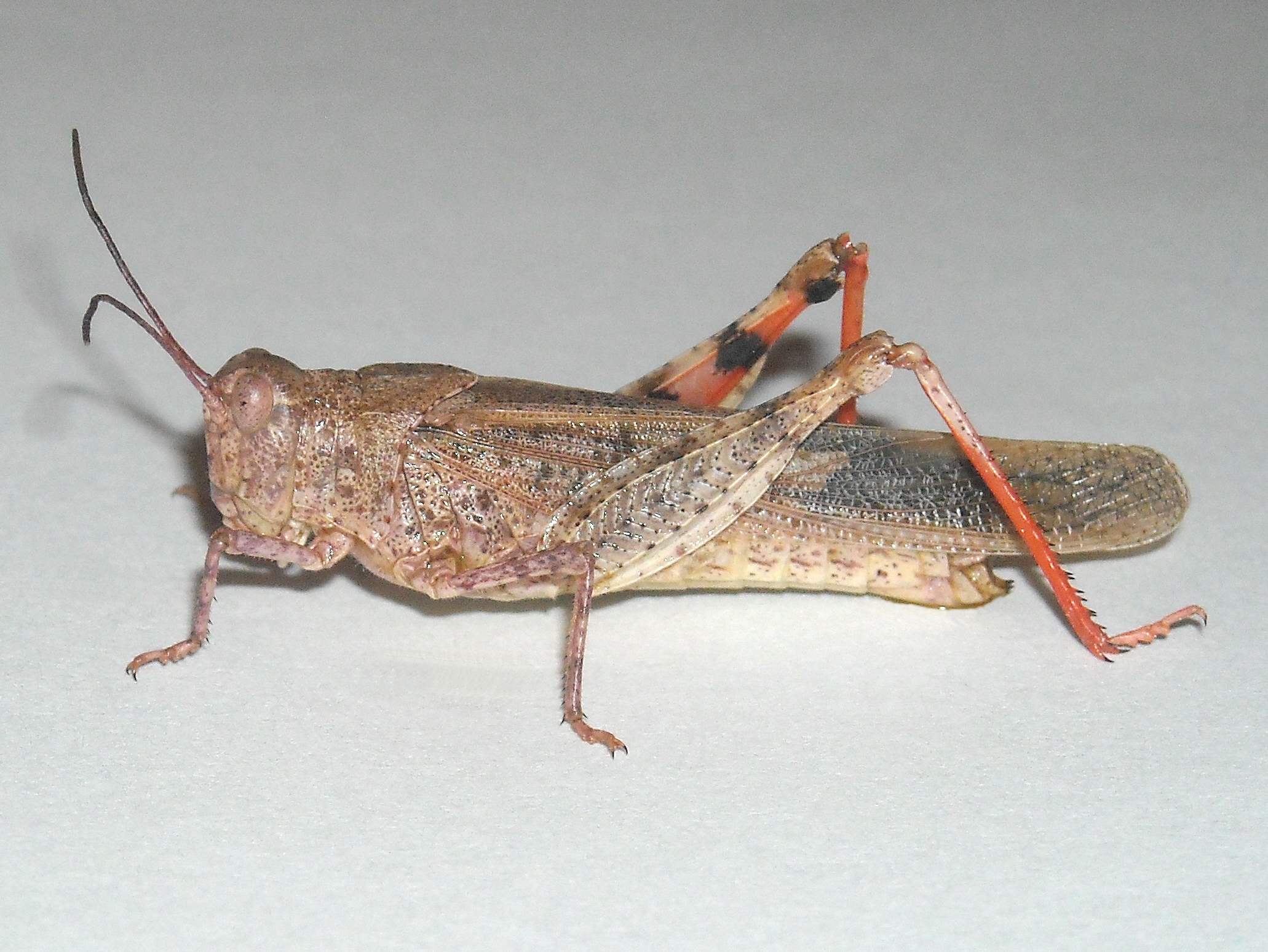 Fig. 5, adult female