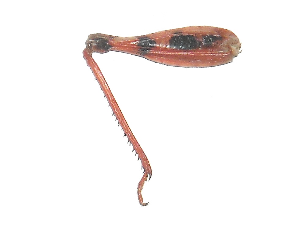 Fig. 6, inner view of leg