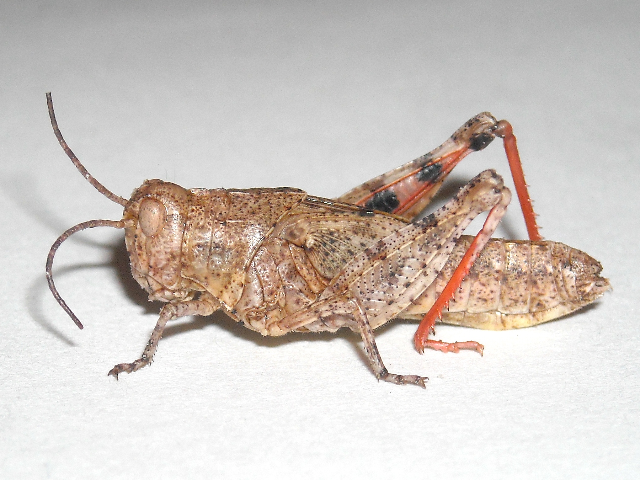 Fig. 3, fifth instar