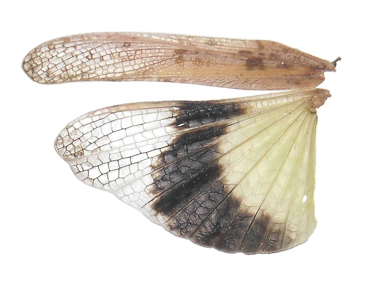 Fig. 7, forewing (tegmen) and hindwing