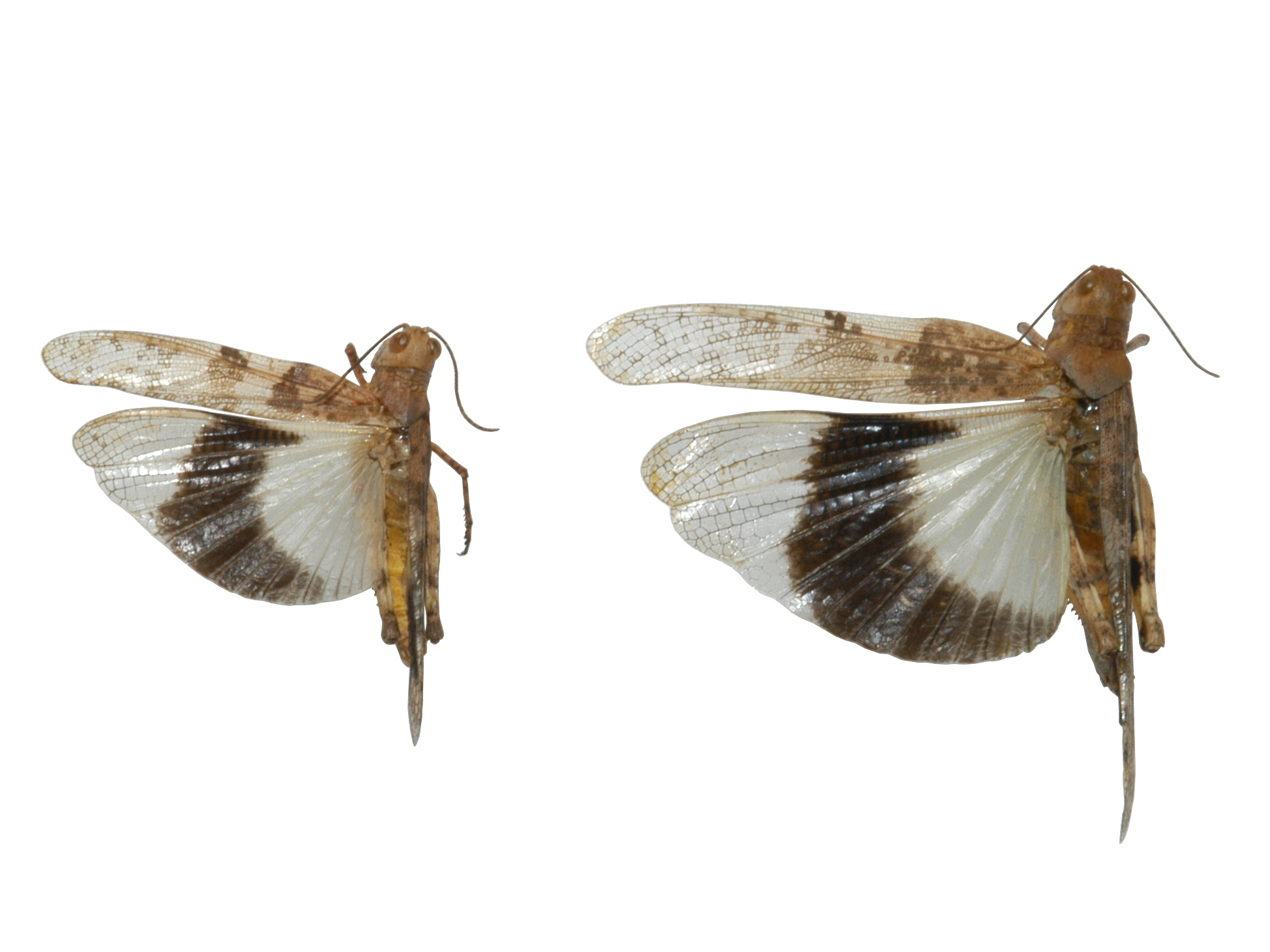 Fig. 3, dorsal view of Great Basin grasshopper