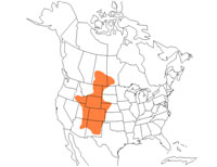 Geographic range of  Xanthippus montanus  (Thomas)