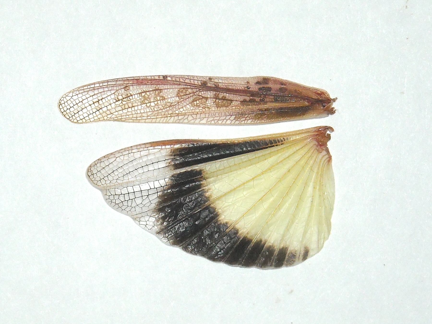 Fig. 5, forewing (tegmen) and hindwing