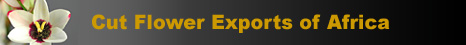 Cut Flower Exports of Africa