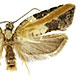 Acleris gloverana