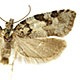 Acleris gloverana