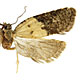 Acleris gloverana