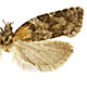 Acleris gloverana
