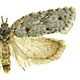 Acleris senescens