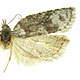 Acleris senescens