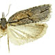 Acleris senescens