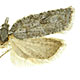 Acleris senescens