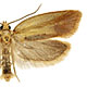 Acleris variana