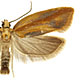 Acleris variana