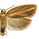 Acleris variana