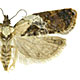 Acleris variegana