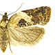 Acleris variegana