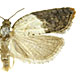 Acleris variegana