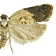 Acleris variegana