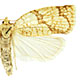 Adoxophyes furcatana