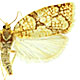 Adoxophyes furcatana
